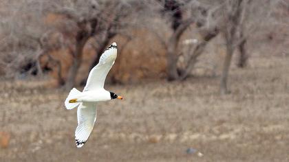 Büyük karabaş martı