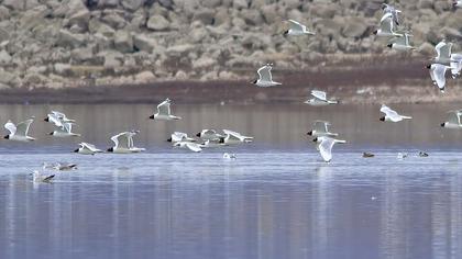 Büyük karabaş martı