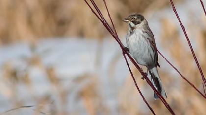 Bataklık Kirazkuşu