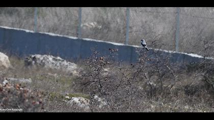 Büyük örümcekkuşu