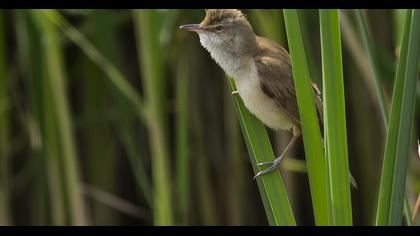 Büyük kamışçın