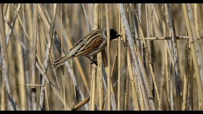 Bataklık Kirazkuşu