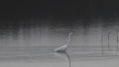 Büyük ak balıkçıl