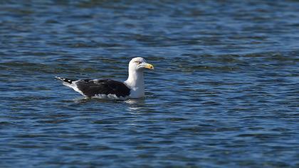 Büyük karasırtlı martı