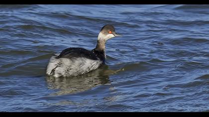Karaboyunlu batağan