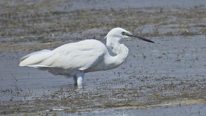 Küçük ak balıkçıl