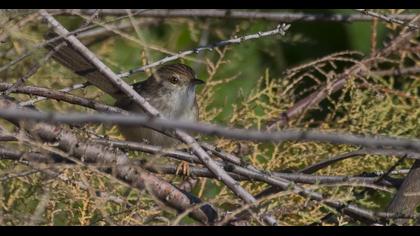 Dikkuyruklu ötleğen