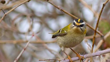 Sürmeli çalıkuşu