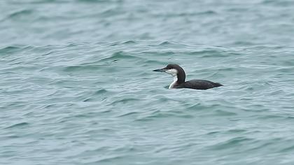 Karagerdanlı dalgıç