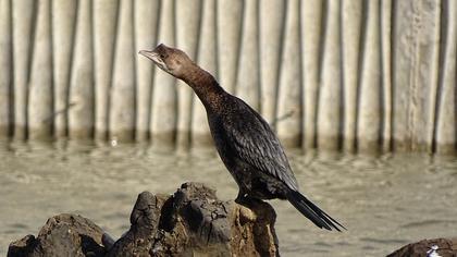Pygmy Cormorant