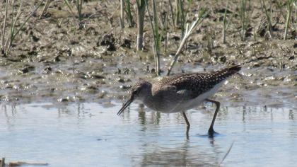 Orman düdükçünü