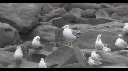 Van gölü martısı