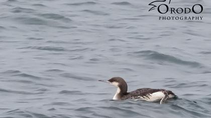 Karagerdanlı dalgıç