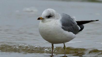 Küçük gümüş martı