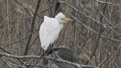 Sığır balıkçılı