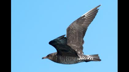 Kütkuyruklu korsanmartı