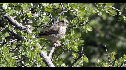 Sarıgagalı ketenkuşu