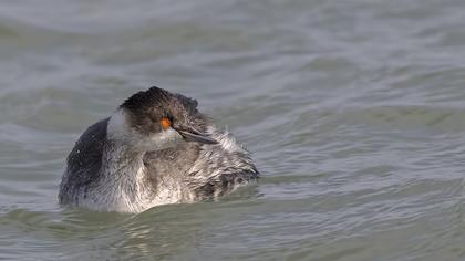 Karaboyunlu batağan