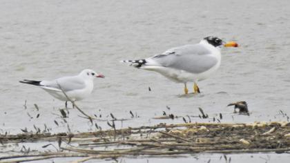 Büyük karabaş martı