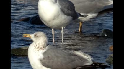 Kuzey gümüş martı