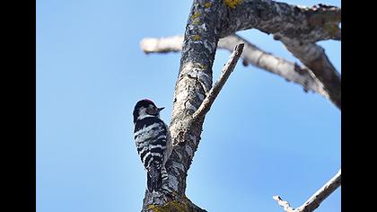 Küçük ağaçkakan