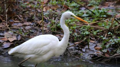 Büyük ak balıkçıl