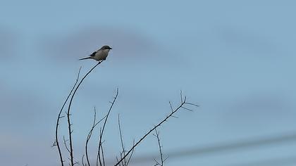 Büyük örümcekkuşu