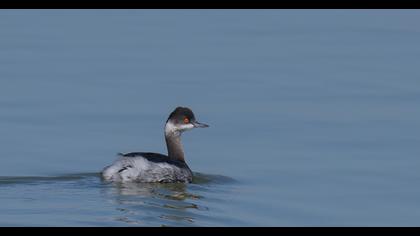 Karaboyunlu batağan
