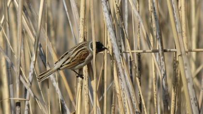 Bataklık Kirazkuşu