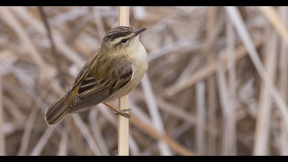 Kındıra kamışçını
