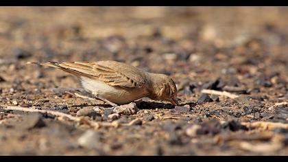 Küçük çöl toygarı