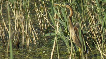 Erguvani balıkçıl