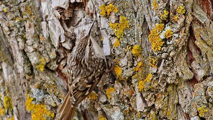 Bahçe tırmaşıkkuşu