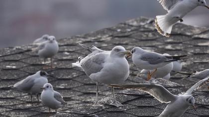 Kuzey gümüş martı