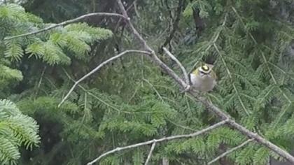 Sürmeli çalıkuşu