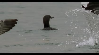 Karagerdanlı dalgıç