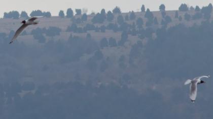 Büyük karabaş martı