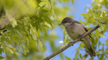 Akgerdanlı ötleğen