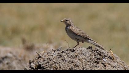 Türkistan çorak toygarı