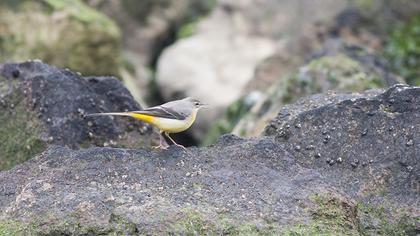 Dağ kuyruksallayanı