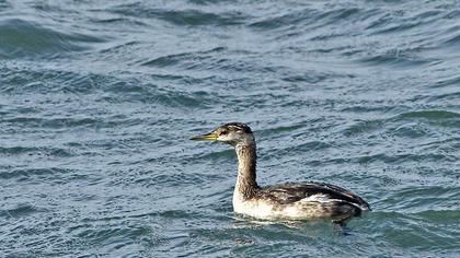 Kızılboyunlu batağan