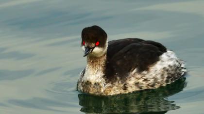 Karaboyunlu batağan