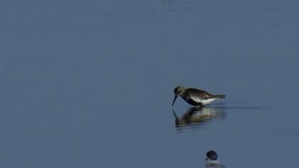 Karakarınlı kumkuşu