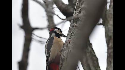 Orman alaca ağaçkakanı