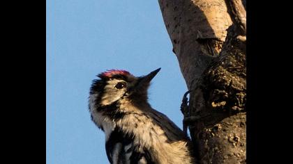 Küçük ağaçkakan