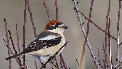 Kızılbaşlı örümcekkuşu