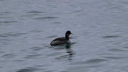 Karaboyunlu batağan