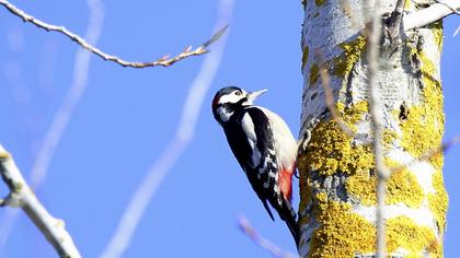 Orman alaca ağaçkakanı