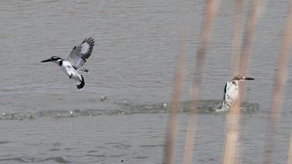 Alaca yalıçapkını