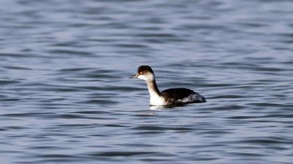 Karaboyunlu batağan